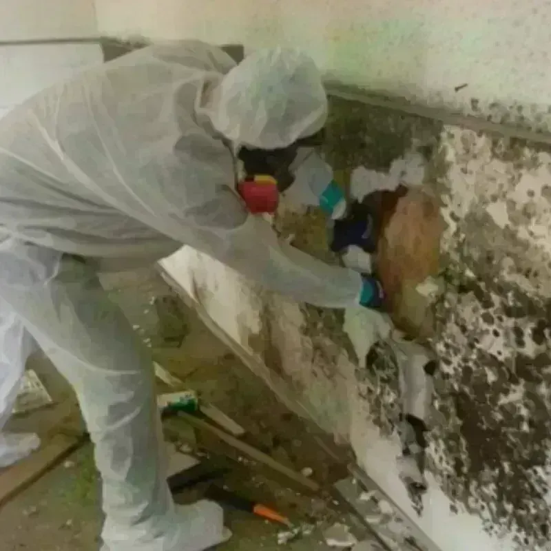 Mold Remediation and Removal in La Salle, CO